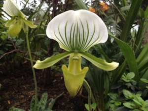 Amazing orchid