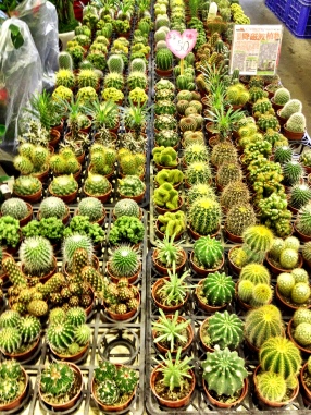 Cactii at the holiday flower market, Taipei