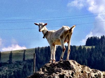 This goat liked posing!