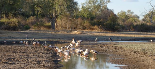 Marabou and Yellow-billed storks at Heartbreak Pan