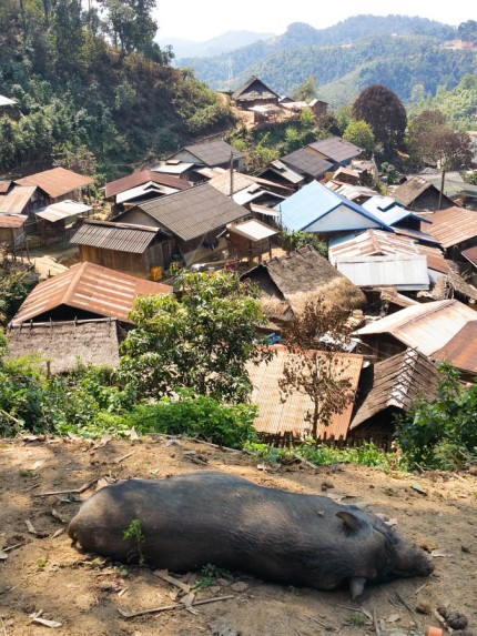 A pig's eye view of Hmong village