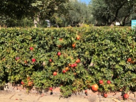 Never seen a pomegranate hedge before - Botanical gardens