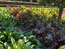 More lettuces than flowers in teh Botanical gardens