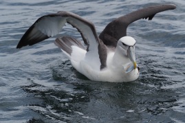 White-capped Albatrsoo from Doubtful Sound