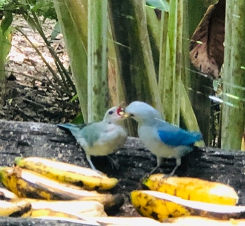 Blue tanager feeding baby