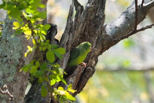 Some kind of green parrot