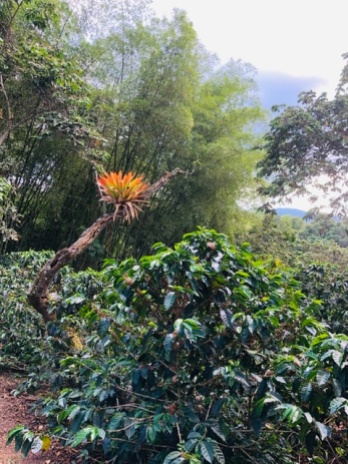 MArvellous bromeliad in the estate